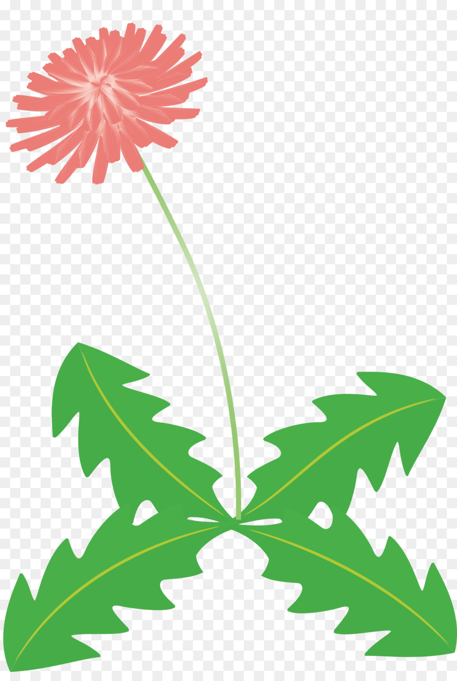 Fleur，Pédicelle PNG