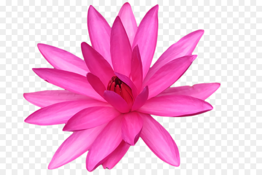 Lotus Rose，Floraison PNG