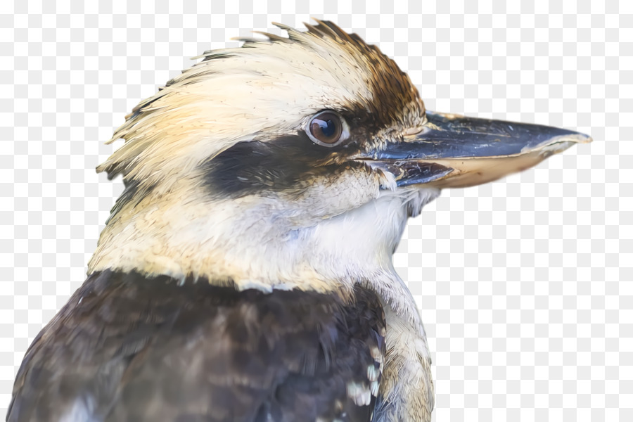 Les Oiseaux，Bec PNG