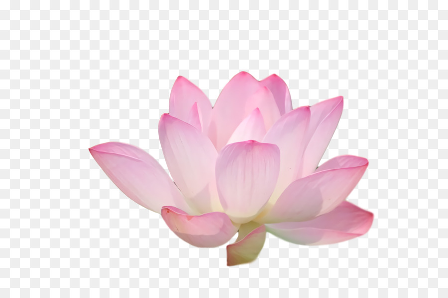 Bougie Lotus Rose，Fleur PNG