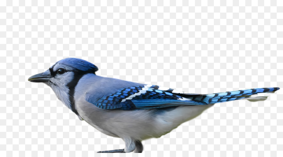 Geai Bleu，Plumes PNG