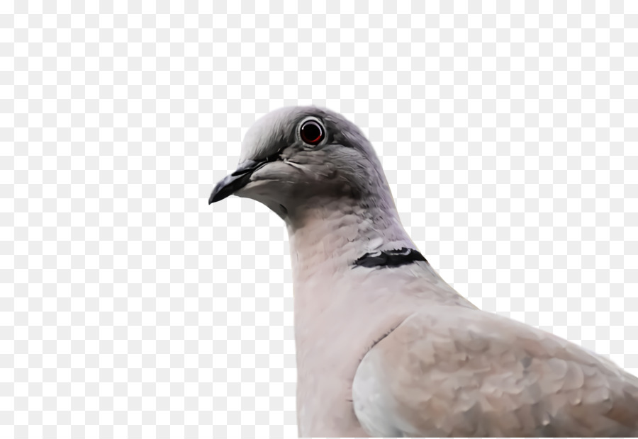 Pigeon，Colombe PNG