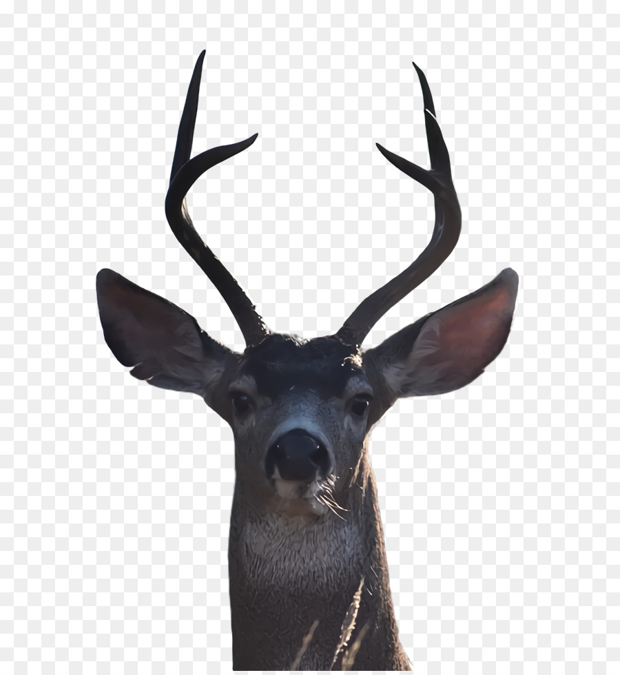 Cerf，Bois PNG