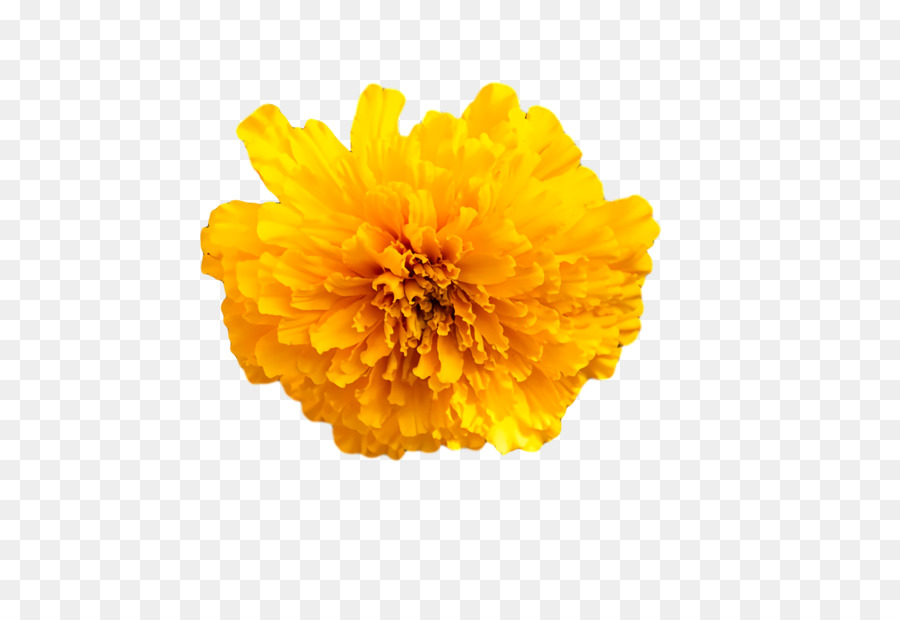 Fleur Jaune，Fleurir PNG