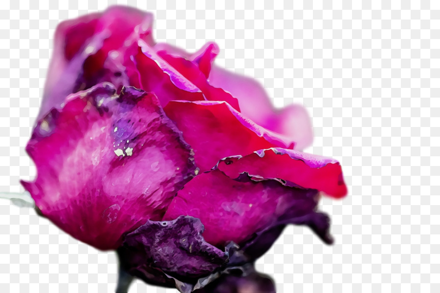 Les Roses De Jardin，Les Fleurs Coupées PNG