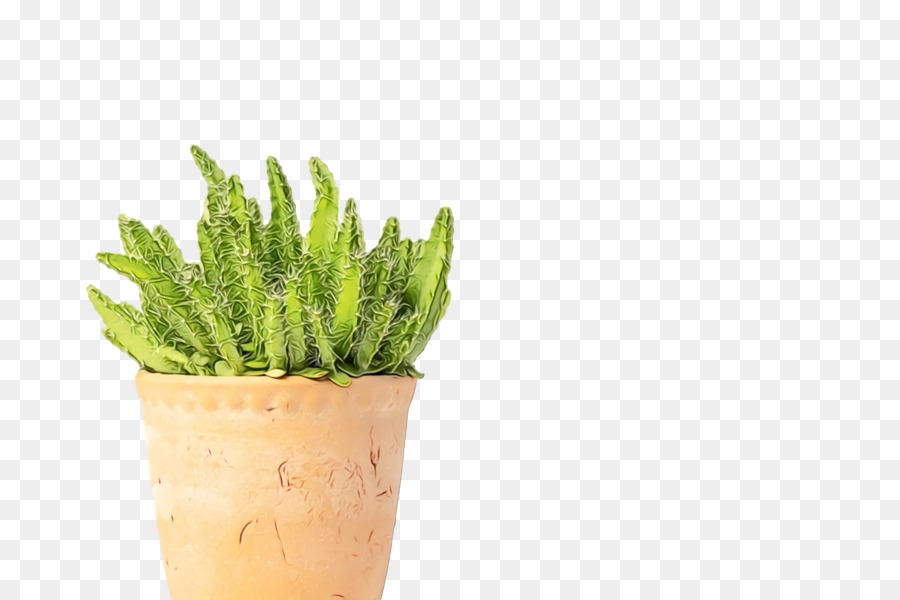 Pot De Fleur，Herbe PNG