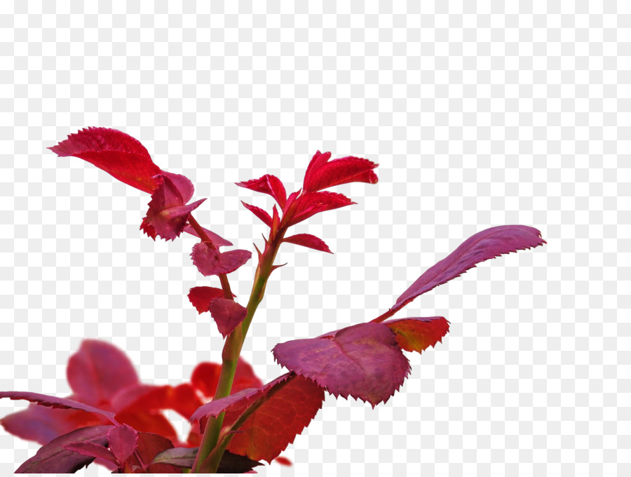 Tige De La Plante，Feuille PNG