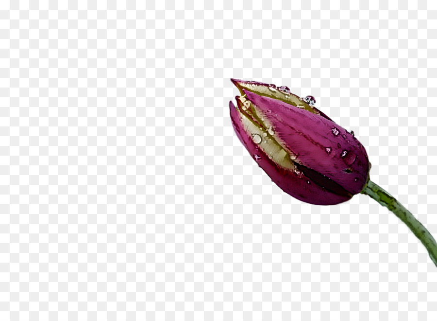 Bourgeons De Lotus，Usine PNG