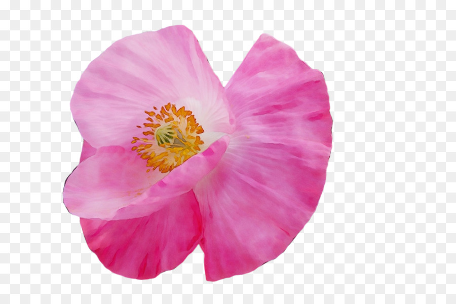 Fleur Rose，Floraison PNG