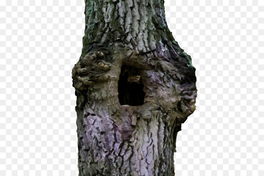 Arbre，Bois PNG