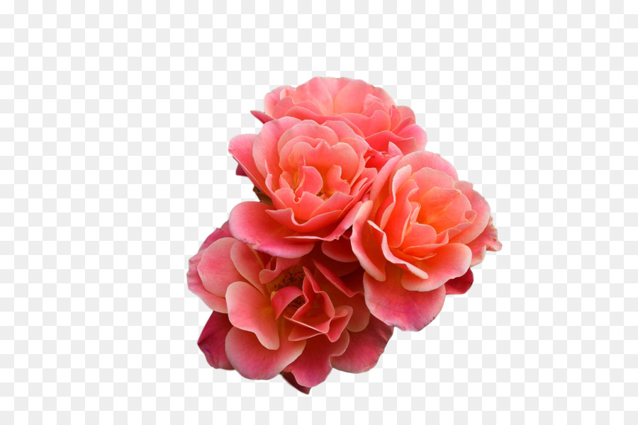Roses De Jardin，Couper Les Fleurs PNG