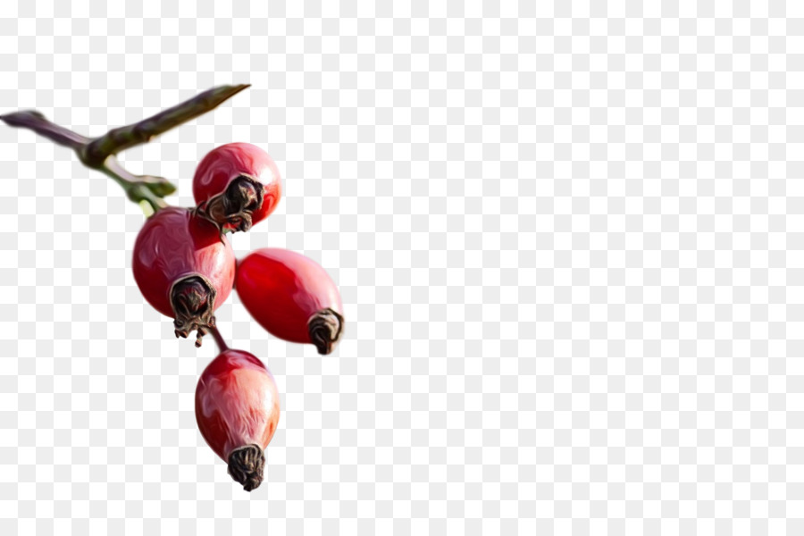 Rose Hip，Canneberge PNG