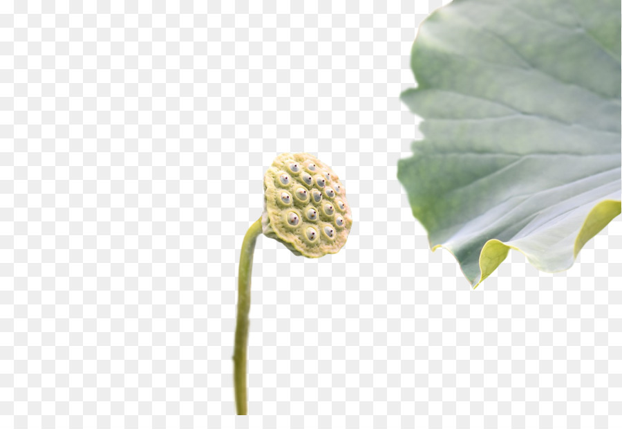 Feuille，Tige De La Plante PNG