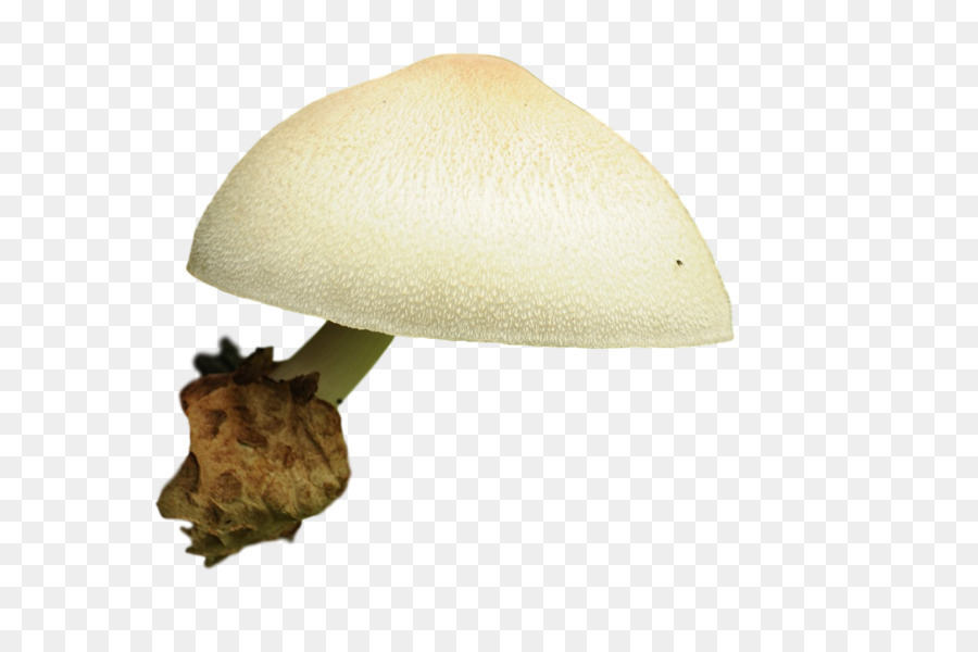 Champignons， PNG