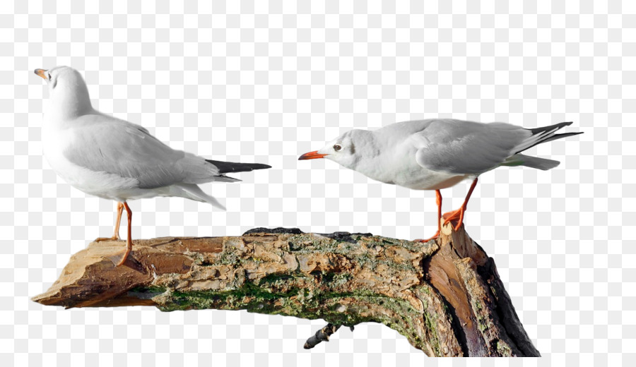 Européenne De Goéland，Mouette PNG