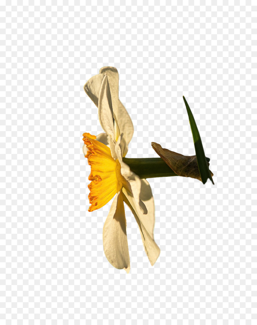 Fleur，Tige Végétale PNG