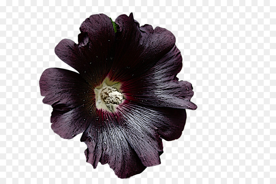 Hibiscus，Mallows PNG