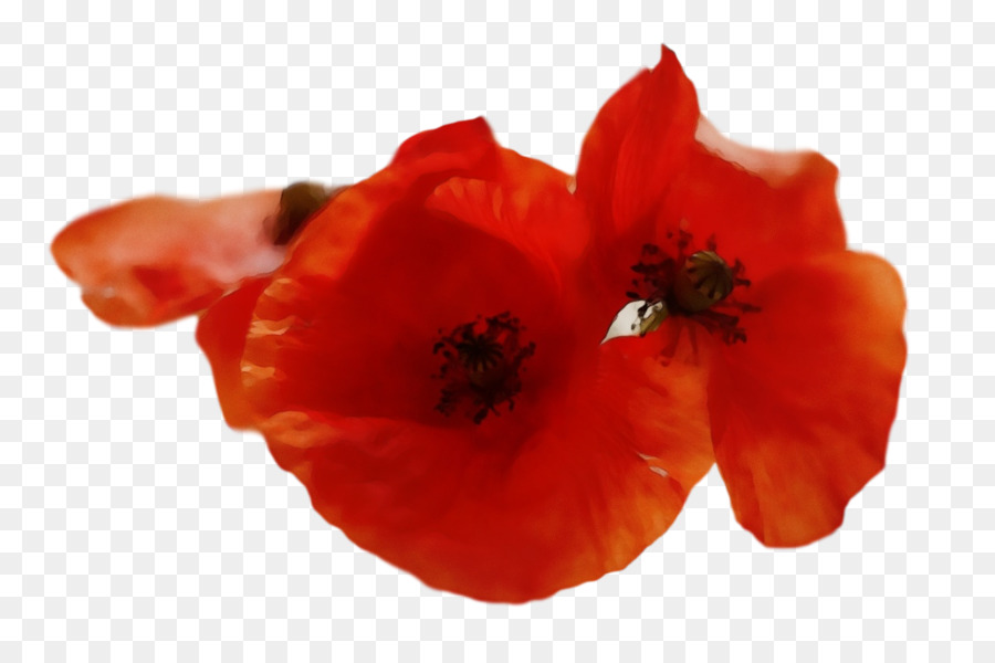 Coquelicot Rouge，Pavot PNG