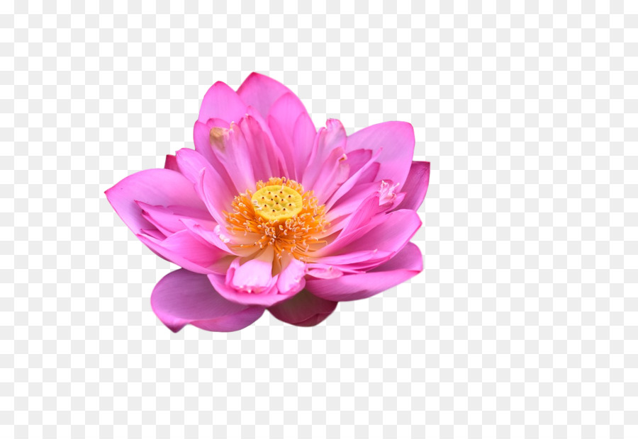 Fleur Rose，Fleur PNG