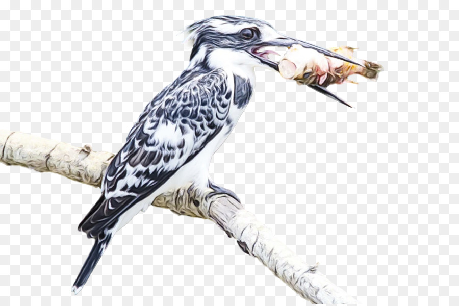 Cuckoos，Des Oiseaux PNG