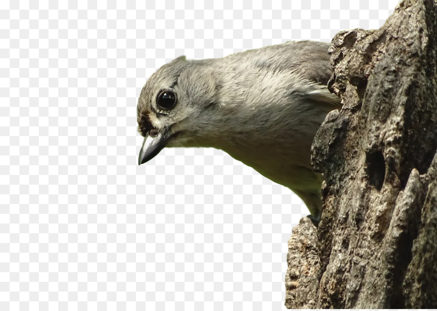 Piciformes，Bec PNG