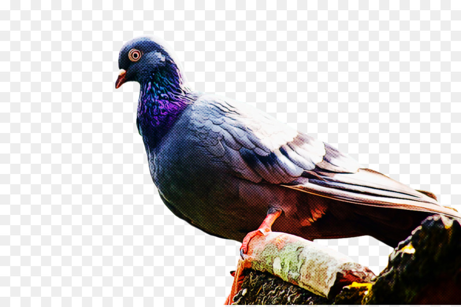 Columbidae，Plume PNG