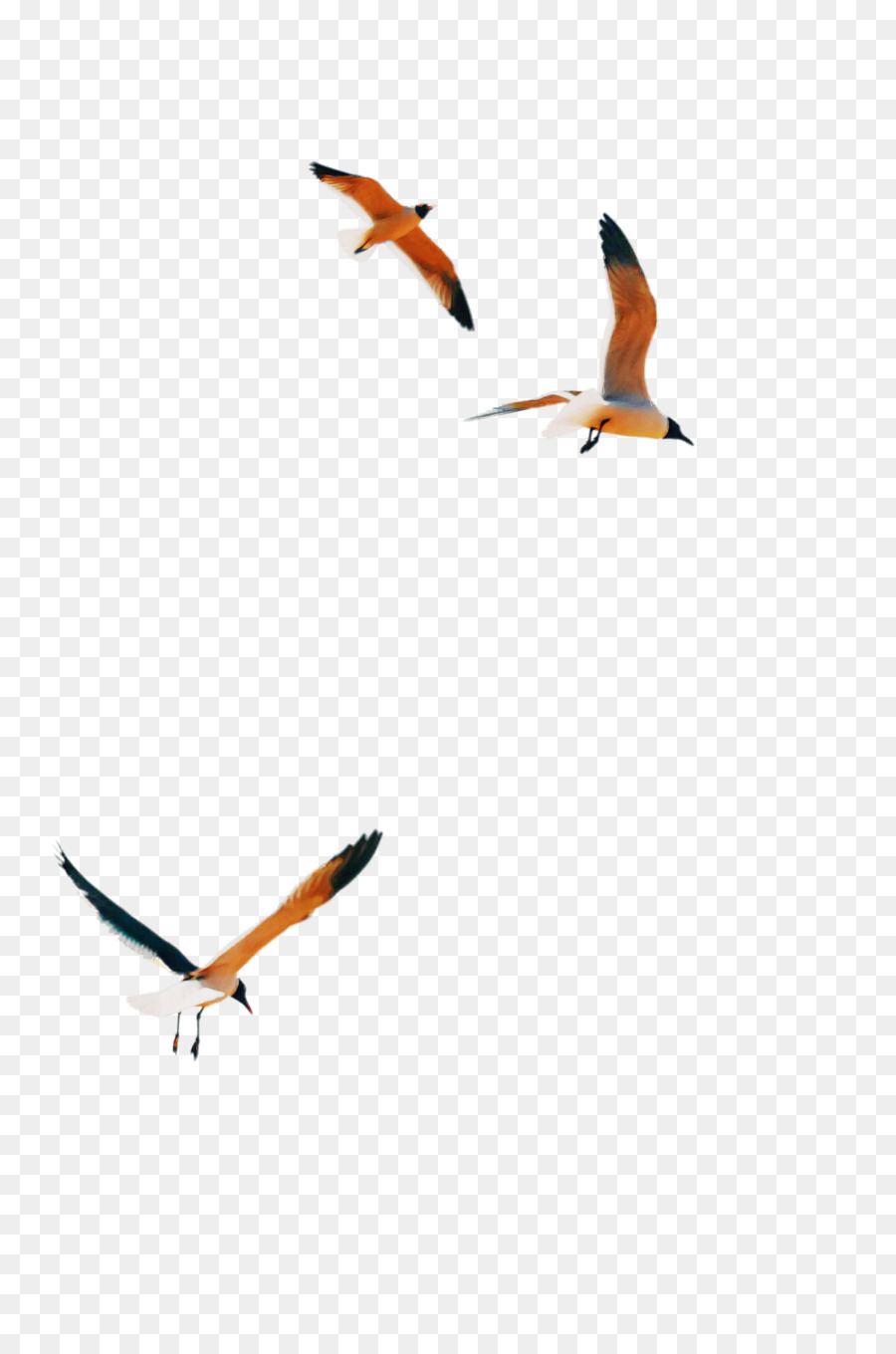Les Oiseaux，La Migration Des Oiseaux PNG