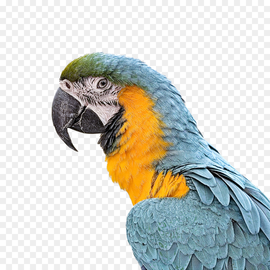 Perroquet，Coloré PNG