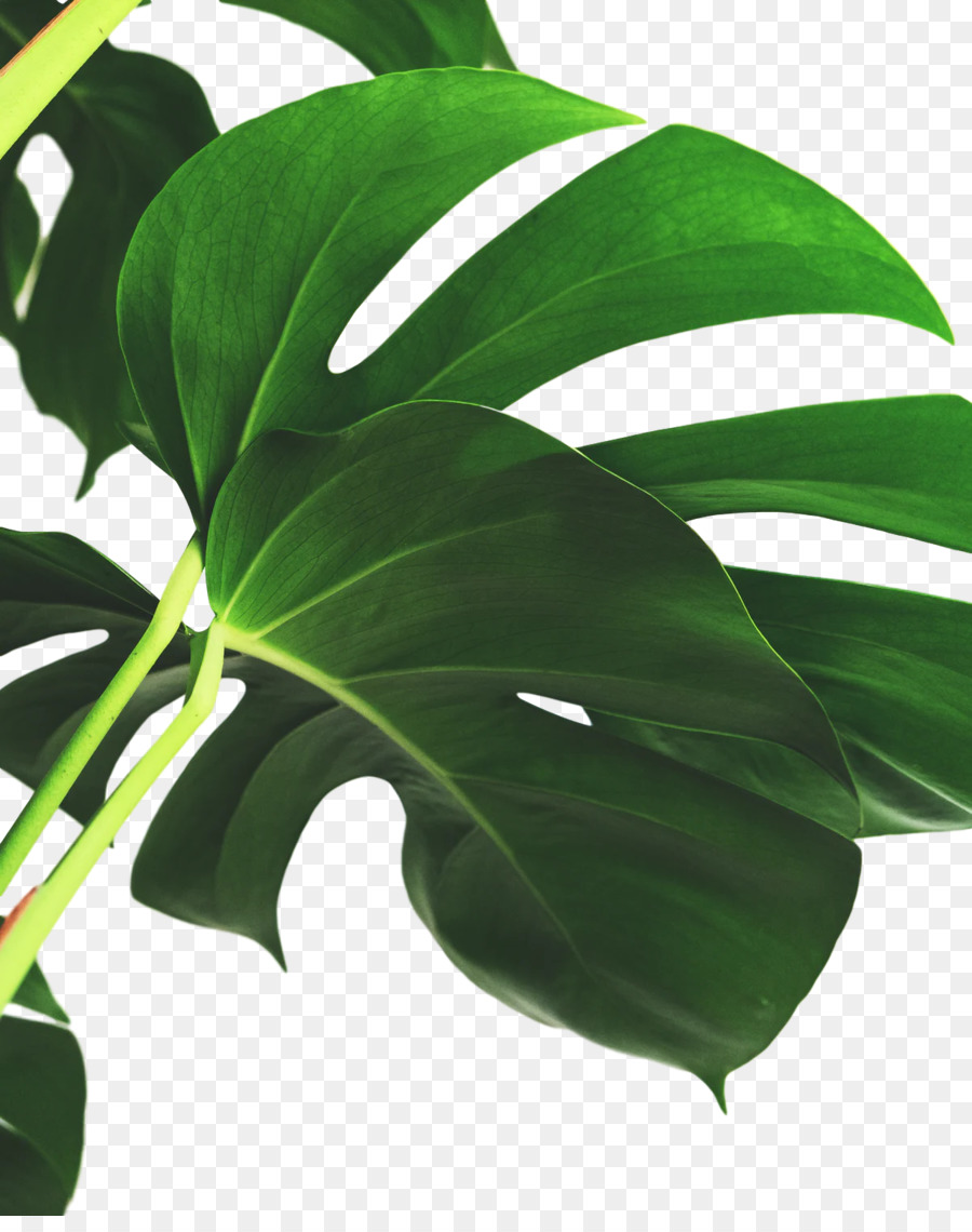 Tige De La Plante，Feuille PNG