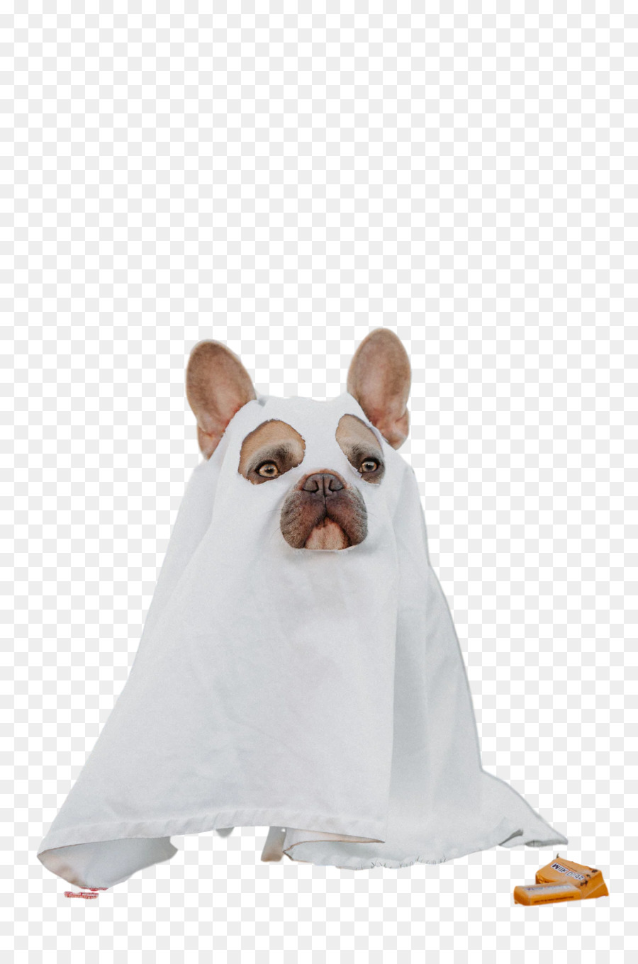 Chien，Museau PNG