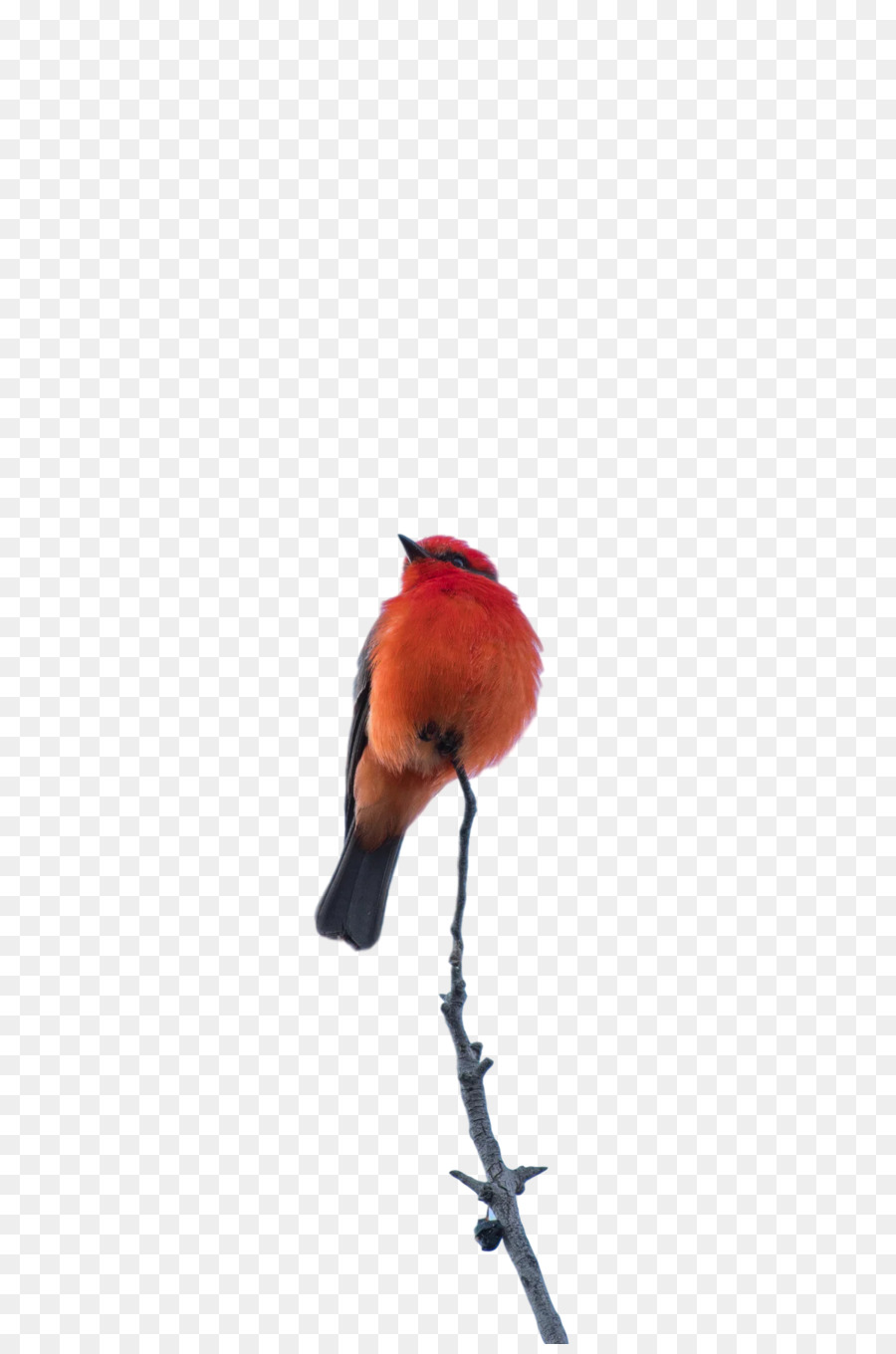 Les Oiseaux，Bec PNG