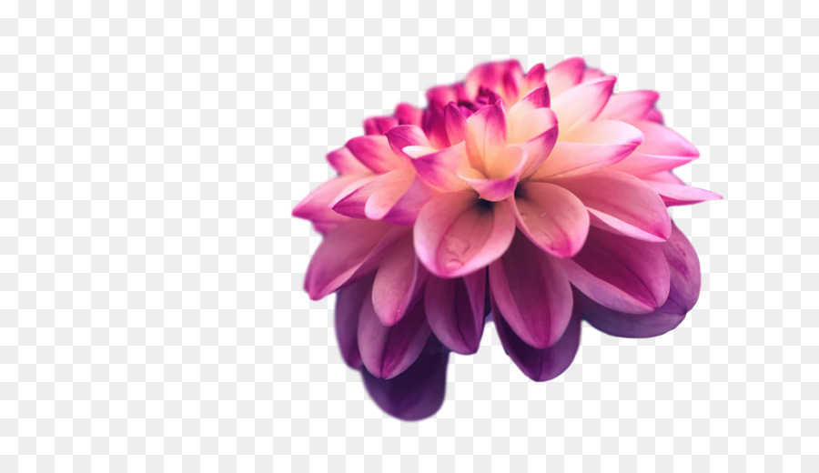 Fleur Rose，Fleur PNG