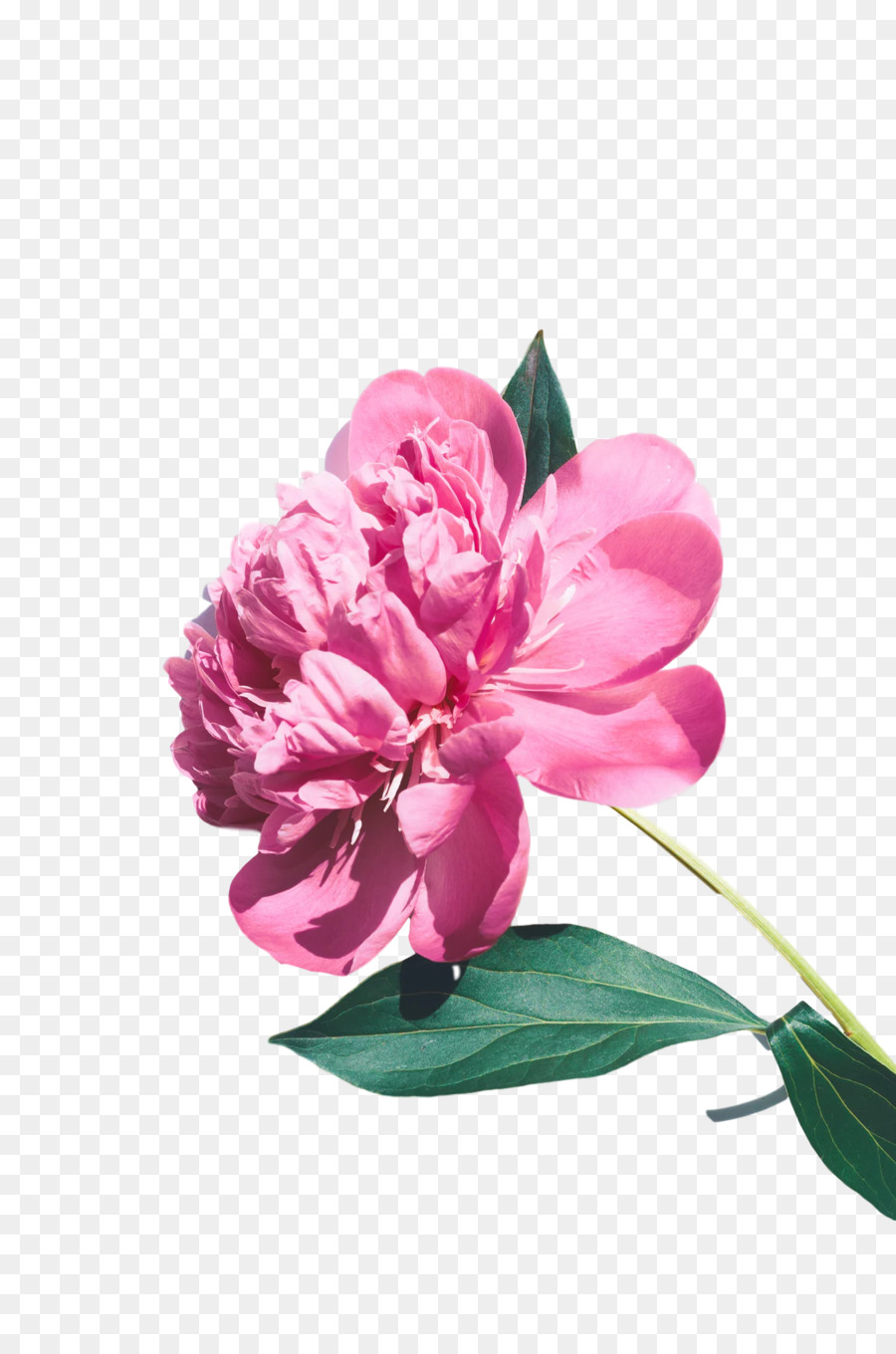 Fleurs Roses，Fleurir PNG