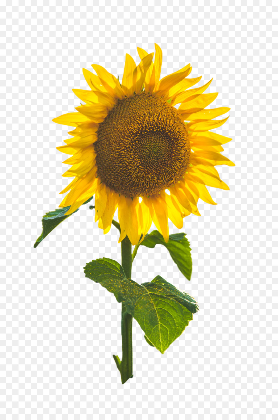 Commune De Tournesol，Tige De La Plante PNG