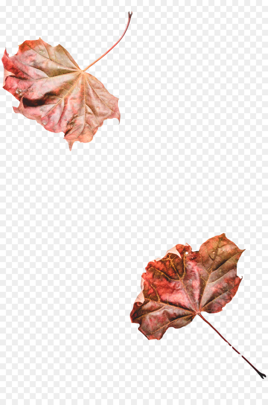 Feuilles D'automne，Brun PNG