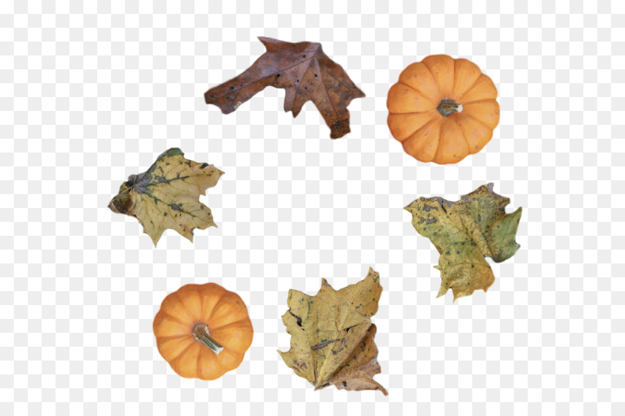 Feuille，Fruits PNG