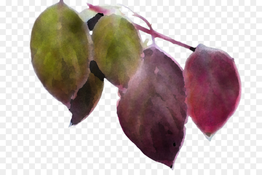 Feuille，Fruits PNG