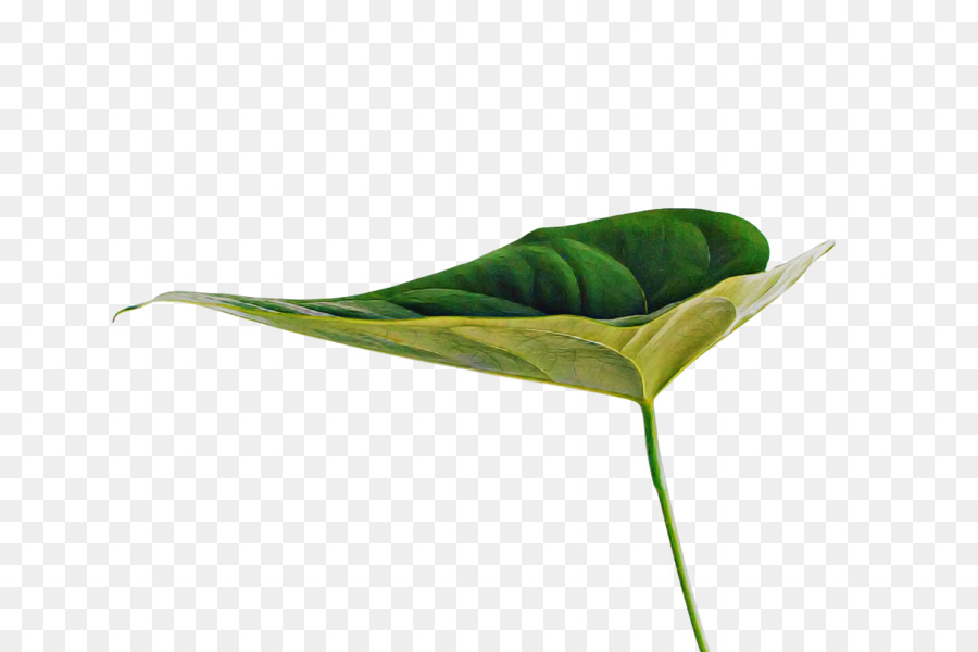 Feuille，Tige De La Plante PNG