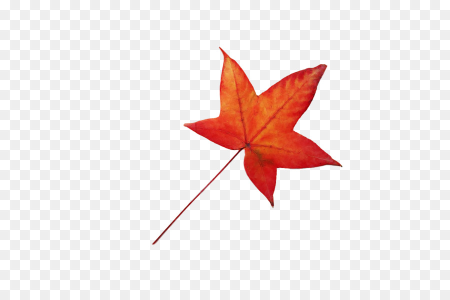 Feuille D'érable Rouge，Automne PNG