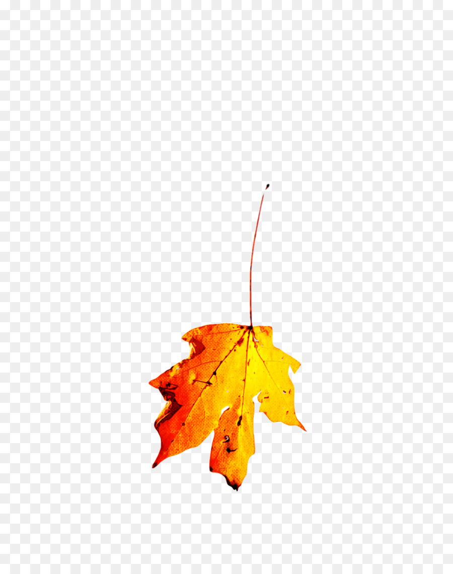 Feuilles D'automne，Automne PNG