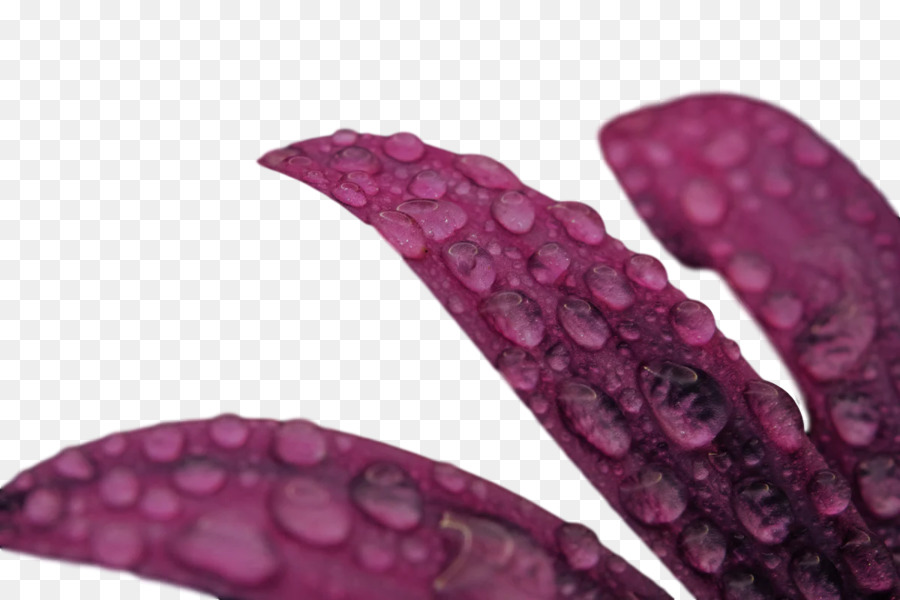 Lilas M，Magenta PNG