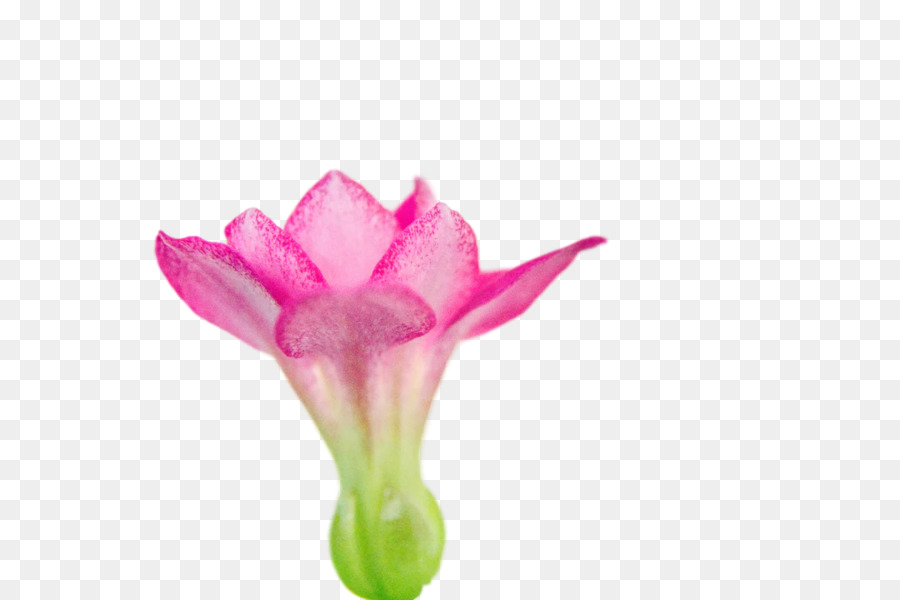 Fleur Rose，Fleur PNG