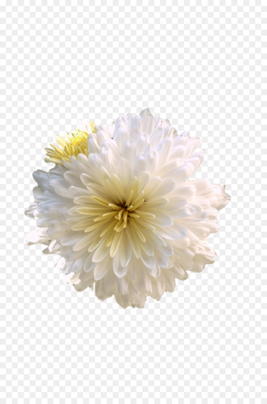 Chrysanthème，Marguerite Du Transvaal PNG