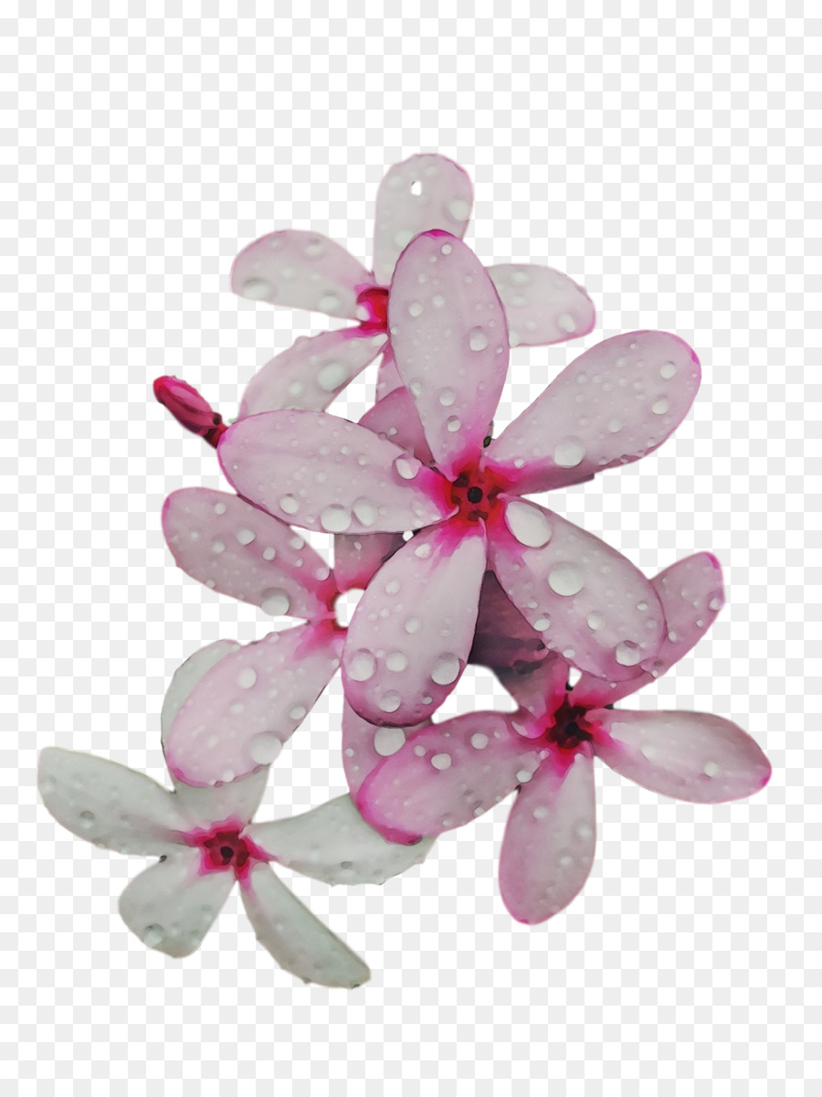 Pétale，Lilas M PNG