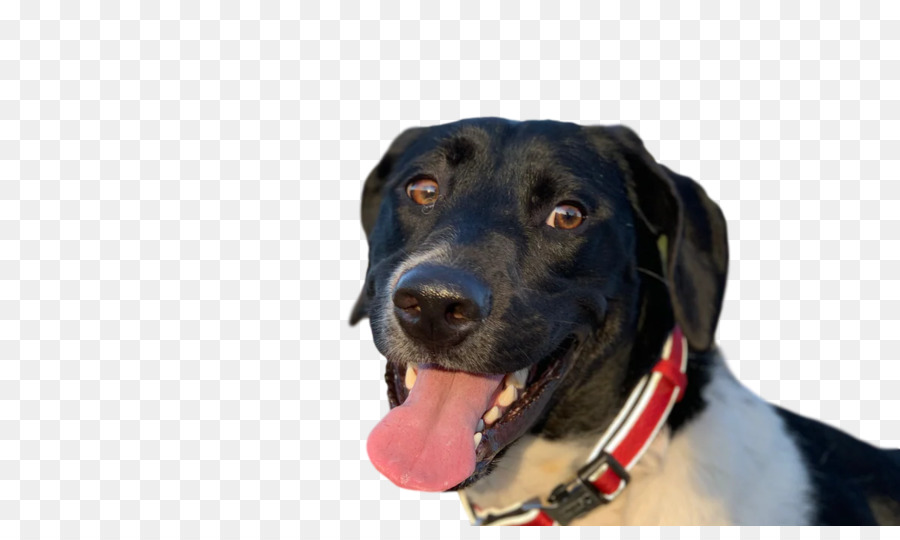 Le Labrador Retriever，Museau PNG