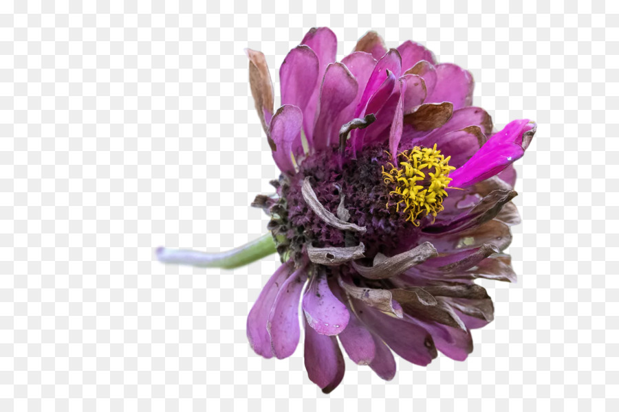 Les Fleurs Coupées，Chrysanthème PNG