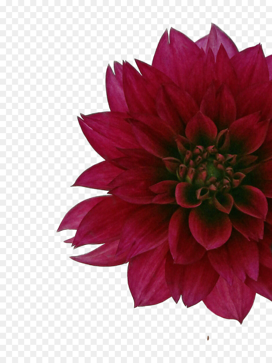 Fleur，Rouge PNG