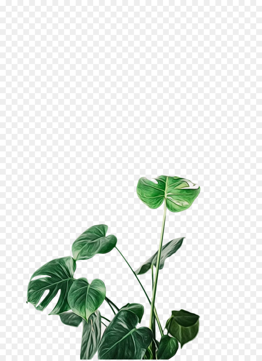 Plante Verte，Feuilles PNG