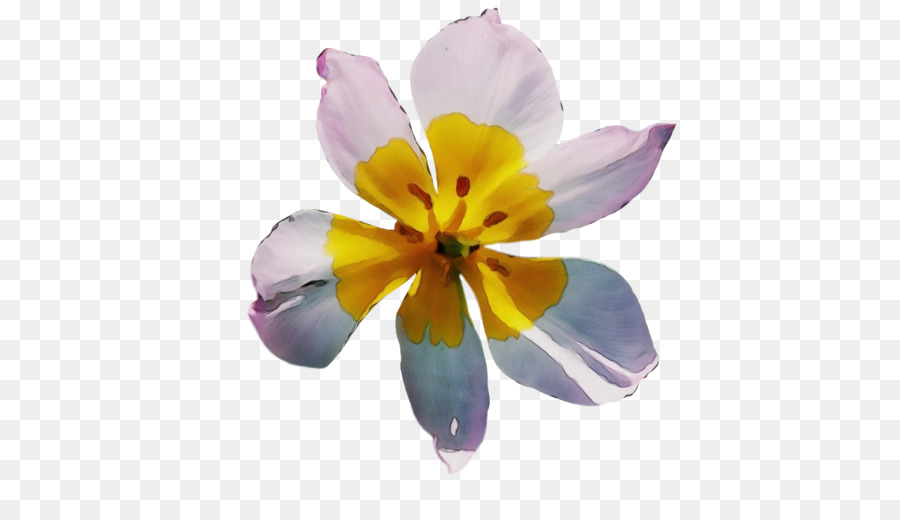 Famille De L'iris，Fleur PNG