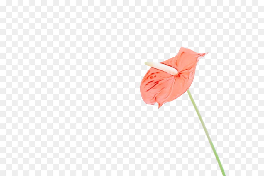 Rose Rouge，Usine PNG